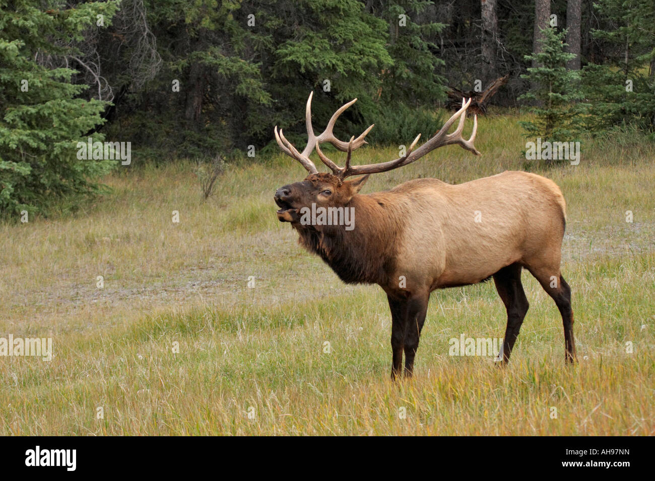 Bull elk bugling al bordo della foresta durante l autunno annuale rut del Parco Nazionale di Jasper Alberta Canada Foto Stock