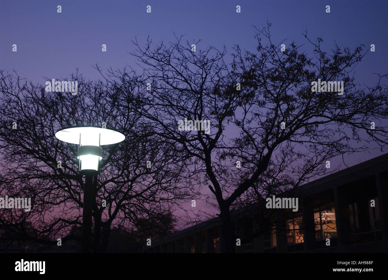 Lampada e albero al di fuori di un complesso di uffici a tarda notte Foto Stock