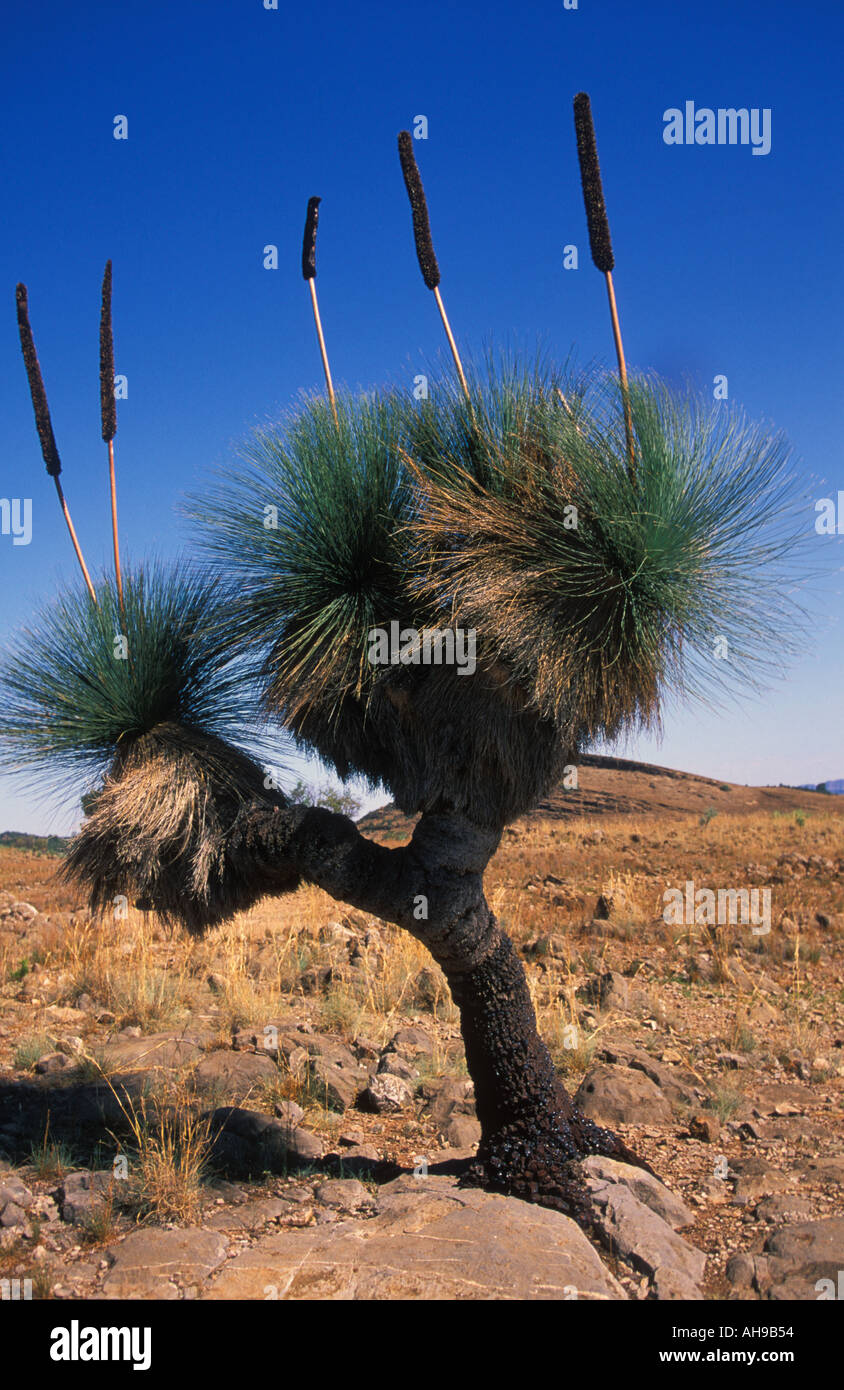 Un ragazzo nero yucca tipo impianto di Flinders National Park vicino a Wilpena Pound South Australia Foto Stock