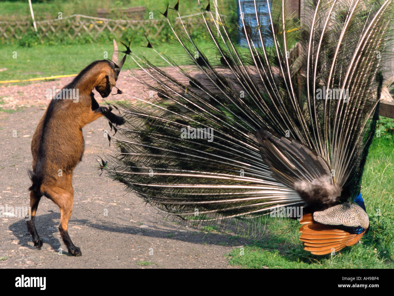 Capra è fighthing con Peacock Foto Stock