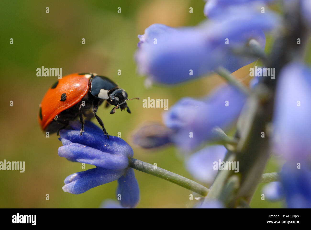 Macro / Immagine ravvicinata di una coccinella / ladybug su un fiore (Coccinellidae) raffigurato in un giardino inglese Foto Stock