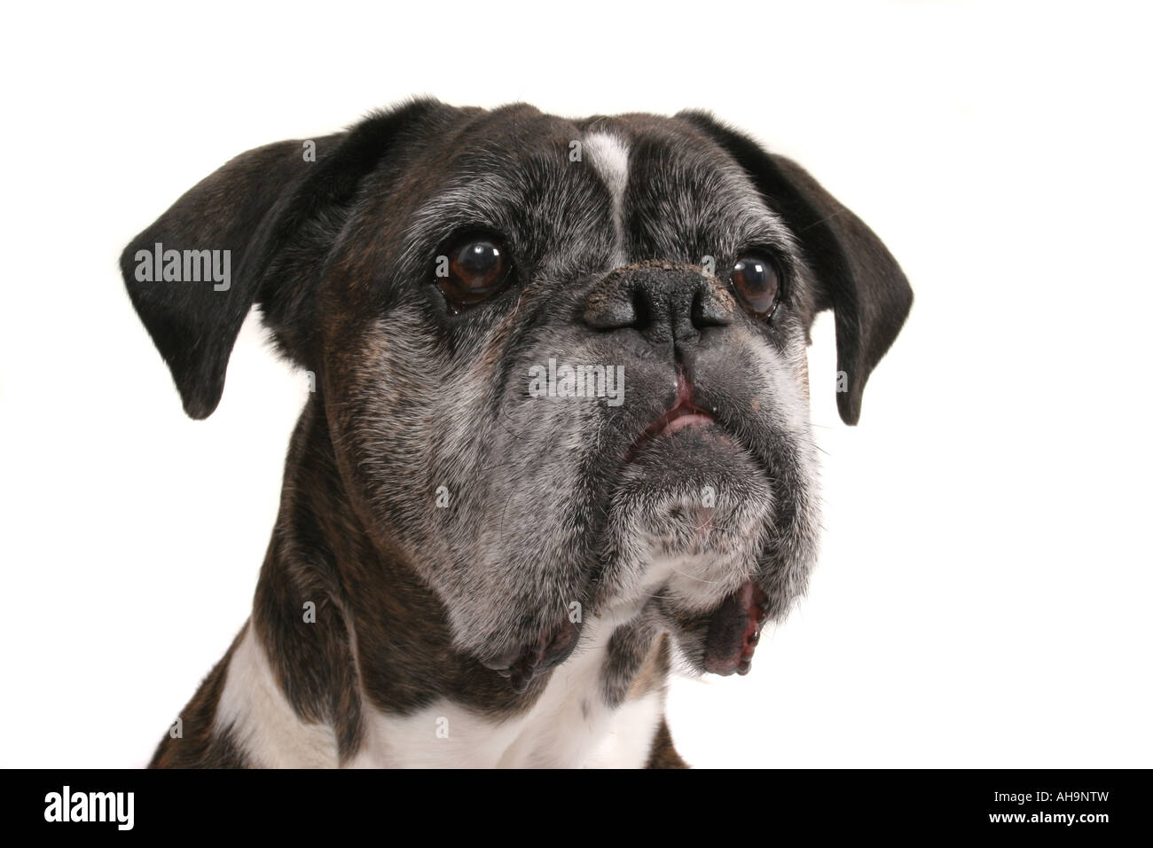 Cane del pugile Foto Stock