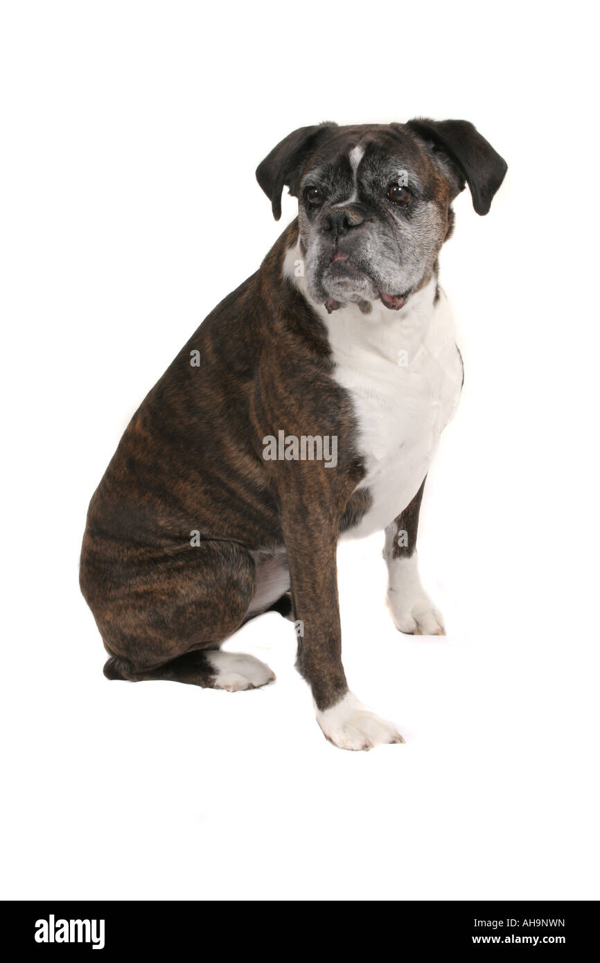Cane del pugile Foto Stock