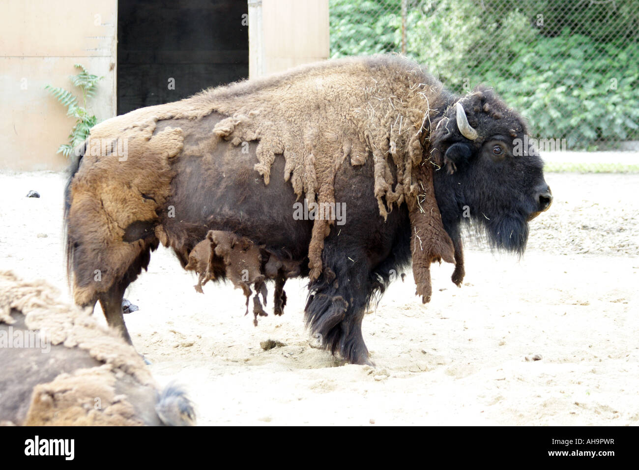 Bisonti americani presso Brookfield Zoo Foto Stock