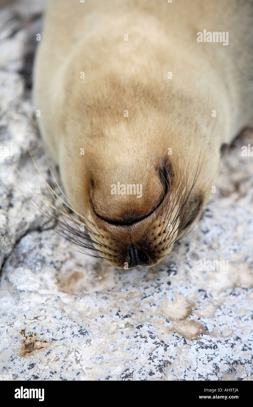 Close up ritratto di sealion californiano poggiante sulla roccia sulla riva del mare, Galapagos isola, Ecuador, Sud America Foto Stock