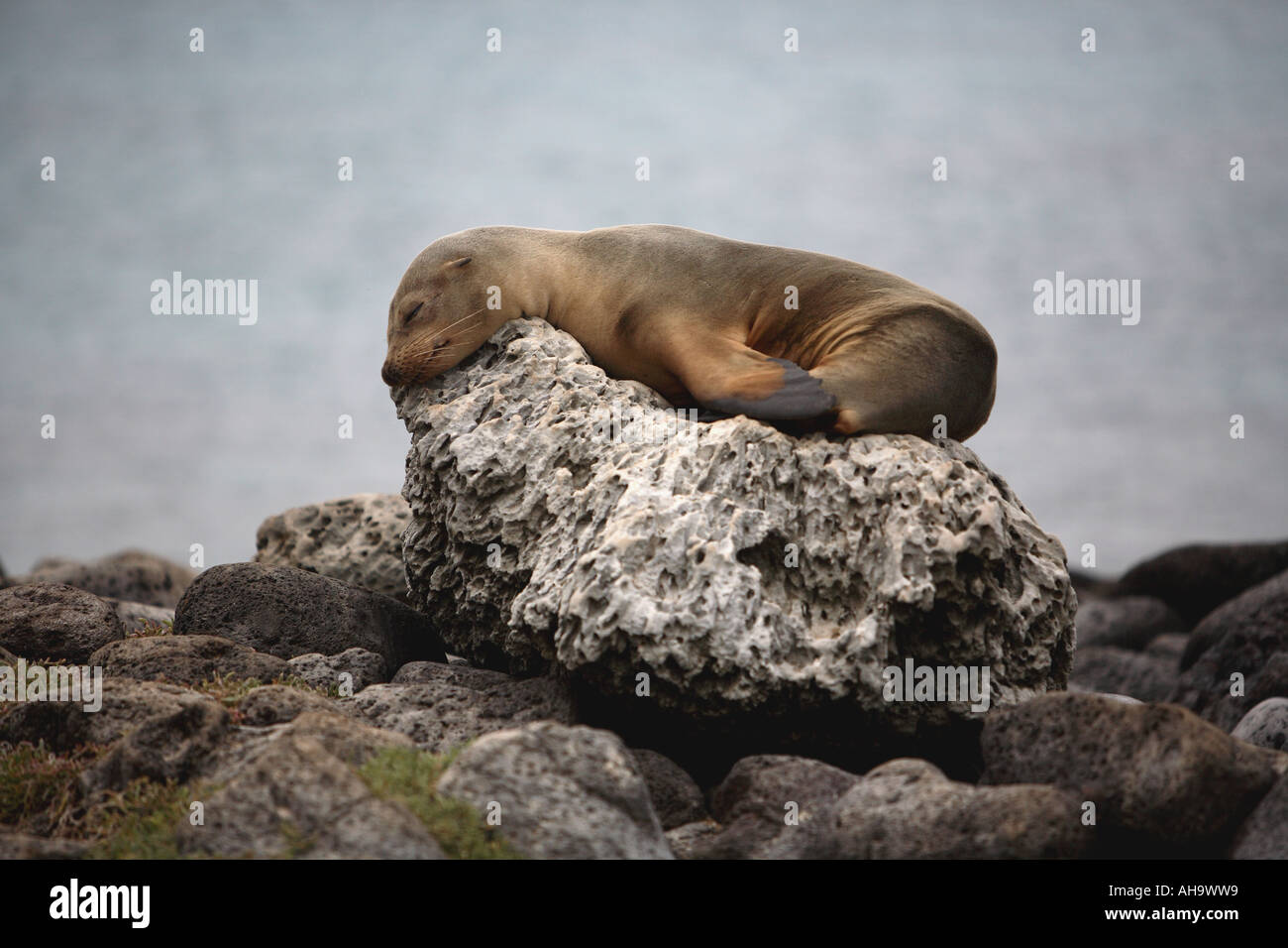 Ritratto di sealion californiano poggiante sulla roccia sulla riva del mare, Galapagos isola, Ecuador, Sud America Foto Stock