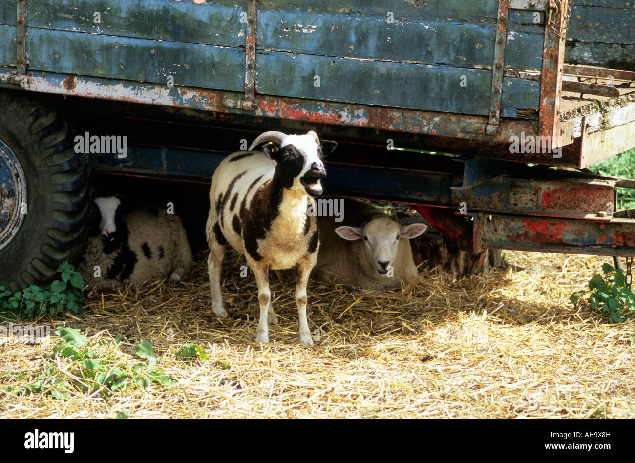 Rare le pecore di razza belati e riposo sotto il carrello da cortile Foto Stock