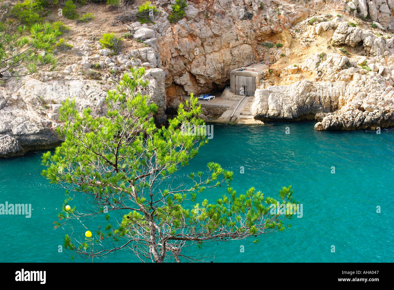 Di pino di Aleppo a Port de Sant Miquel Pinus halepensis Ibiza Foto Stock