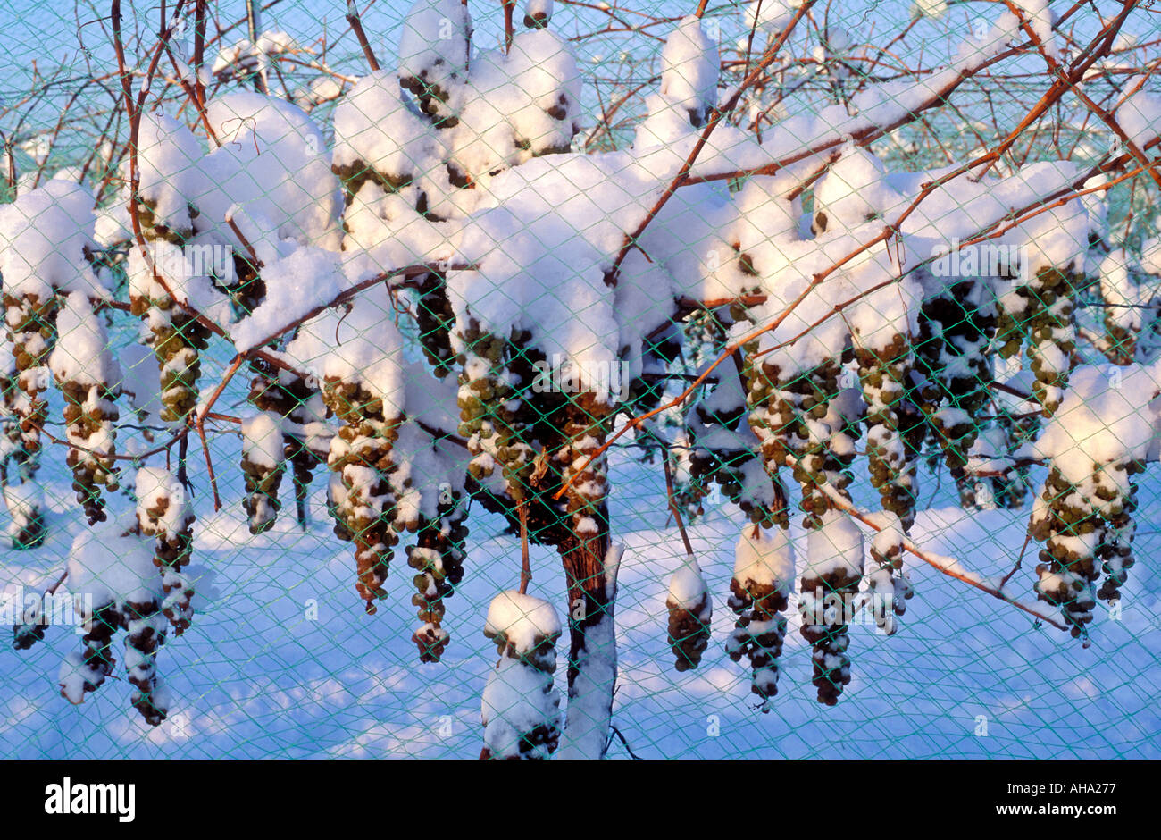 Canada Ontario Niagara sul lago Vidal uva lasciata sulle vigne in inverno per la produzione del vino di ghiaccio Foto Stock