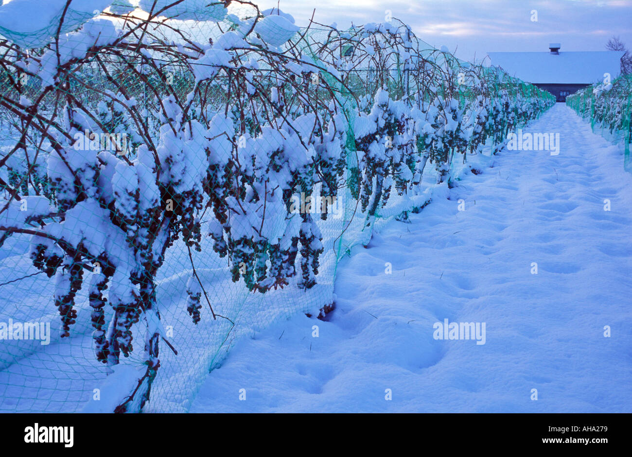 Canada Ontario Niagara sul lago Vidal uva lasciata sulle vigne in inverno per la produzione del vino di ghiaccio Foto Stock