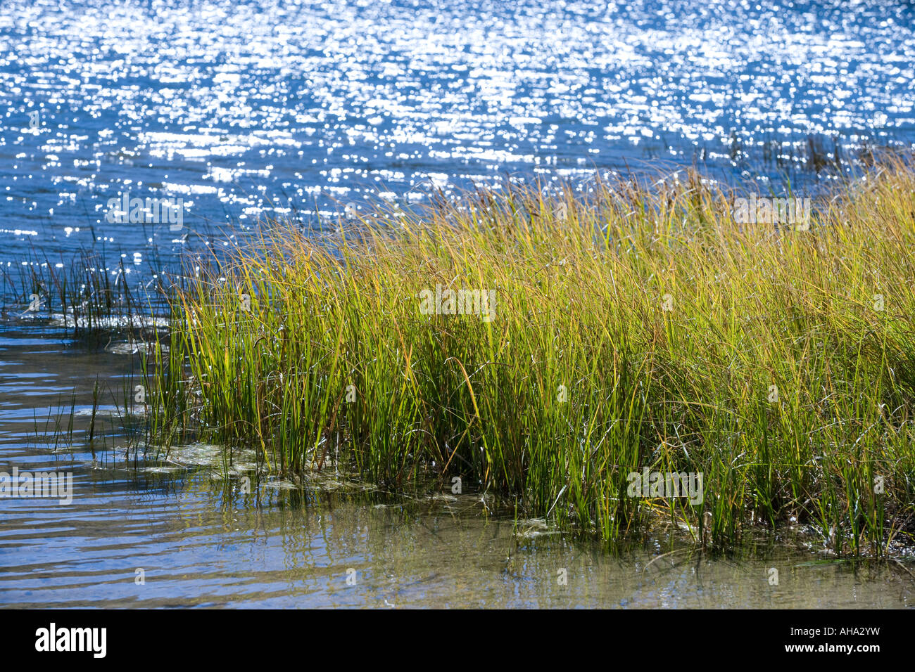Canne di erba sul bordo di un lago di Colorado Foto Stock