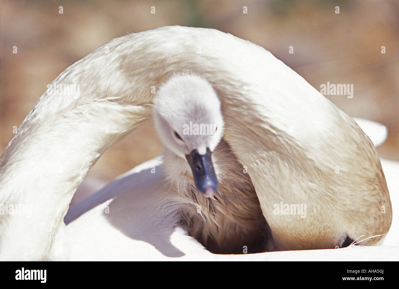 Cygnet con madre swan Abbotsbury Swannery Dorset England Regno Unito Foto Stock