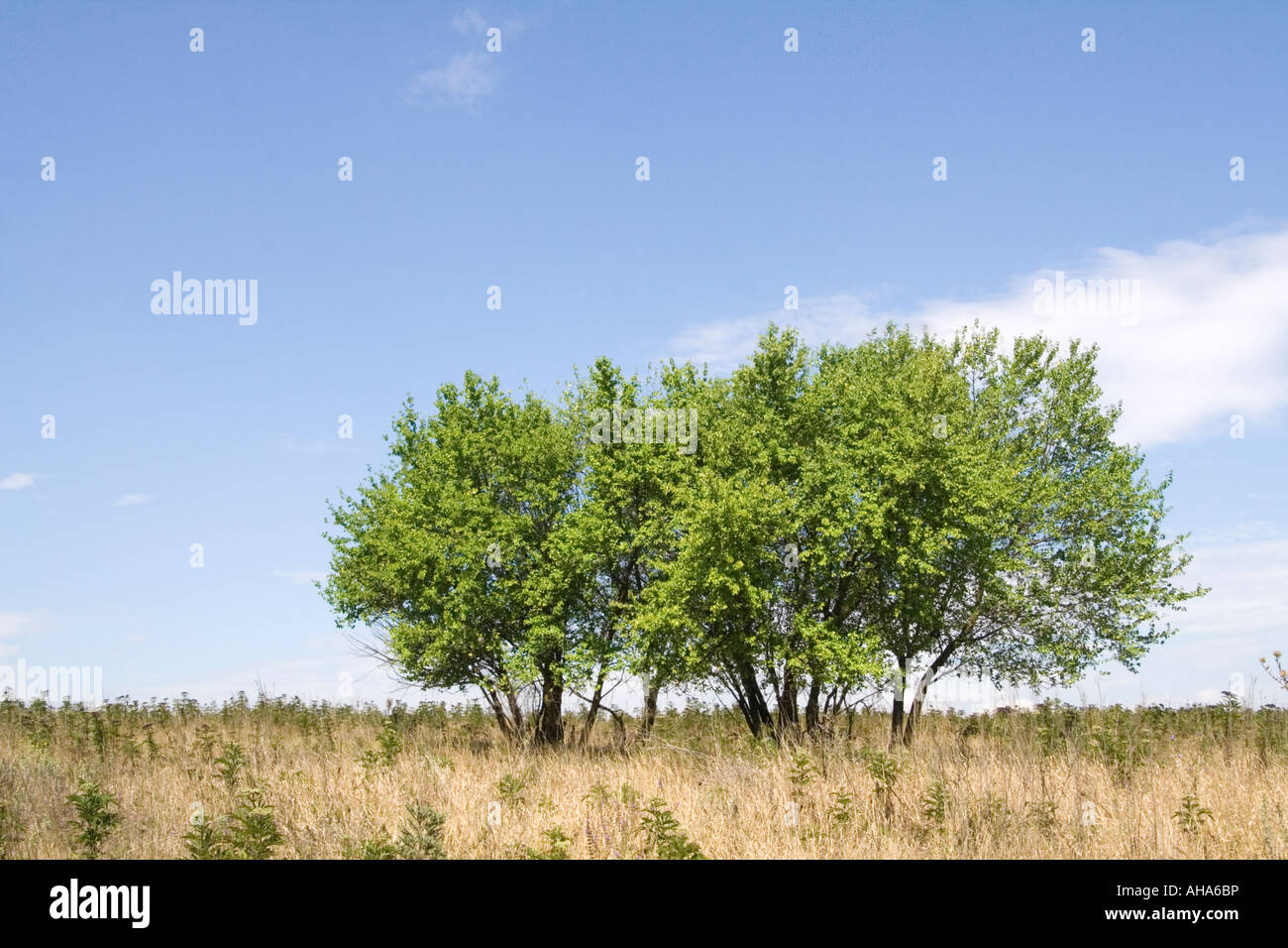 Paesaggio del gruppo di alberi in Durankulak Lago Riserva Naturale in Bulgaria Foto Stock