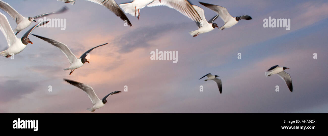 Gabbiani volare al tramonto a Port Aransas, Texas USA Foto Stock