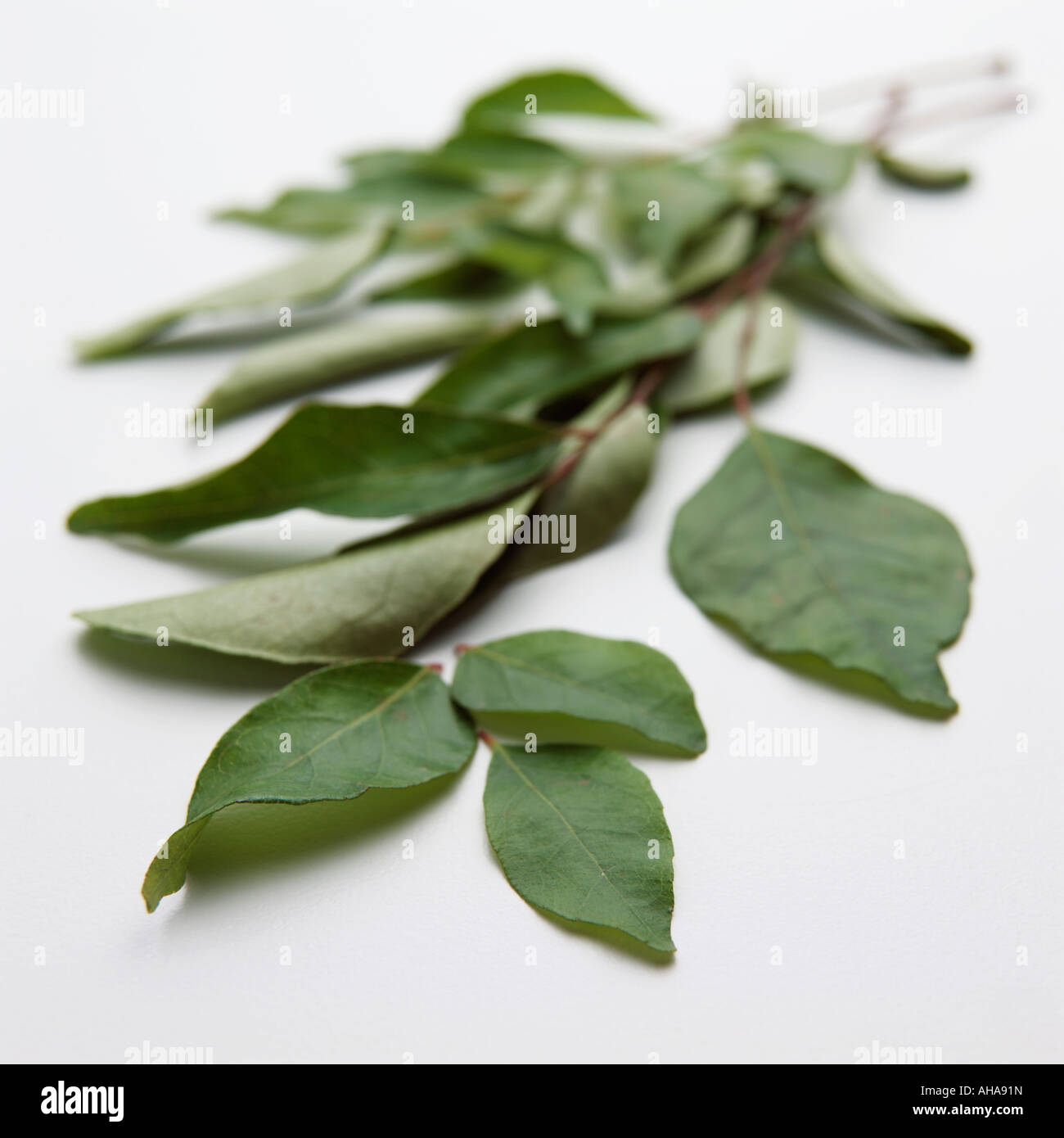 Foglie di curry su uno sfondo bianco alimentare editoriale Foto Stock