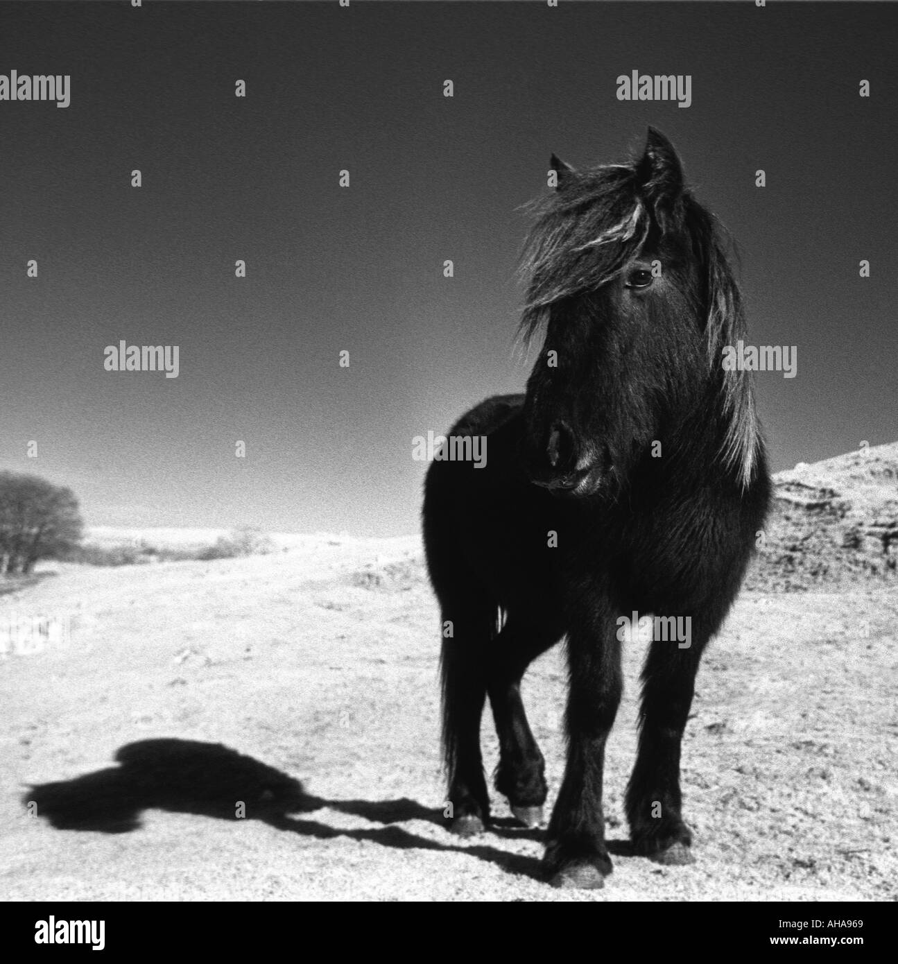 Selvatica e libera. Yearling puledro di native British cadde Pony hardy abbastanza per vivere all'aperto durante gli inverni del nord. Foto Stock