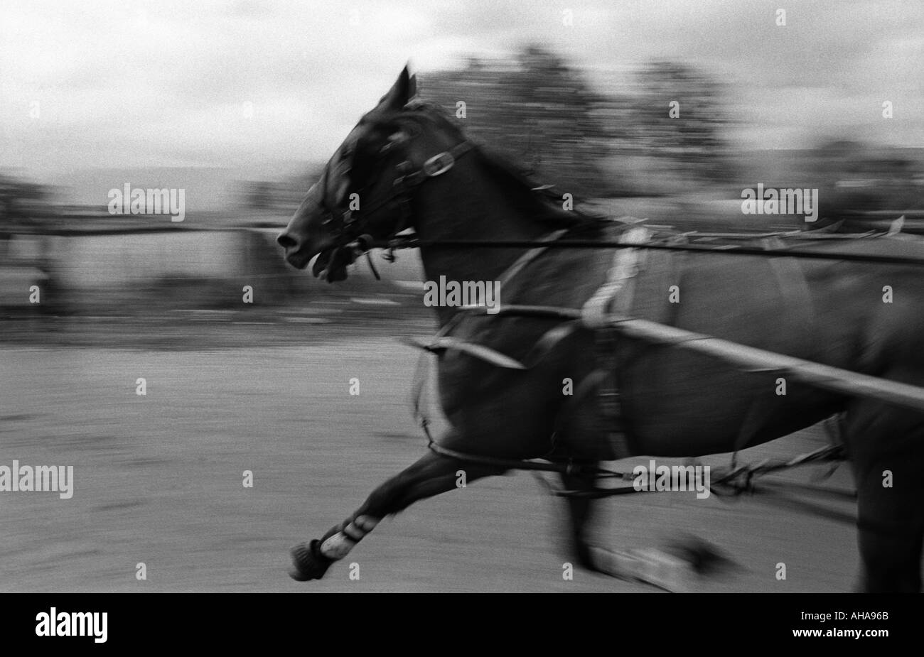 Scarpa flat da gara messo, stimolazione horse racing sulki con carrello Foto Stock