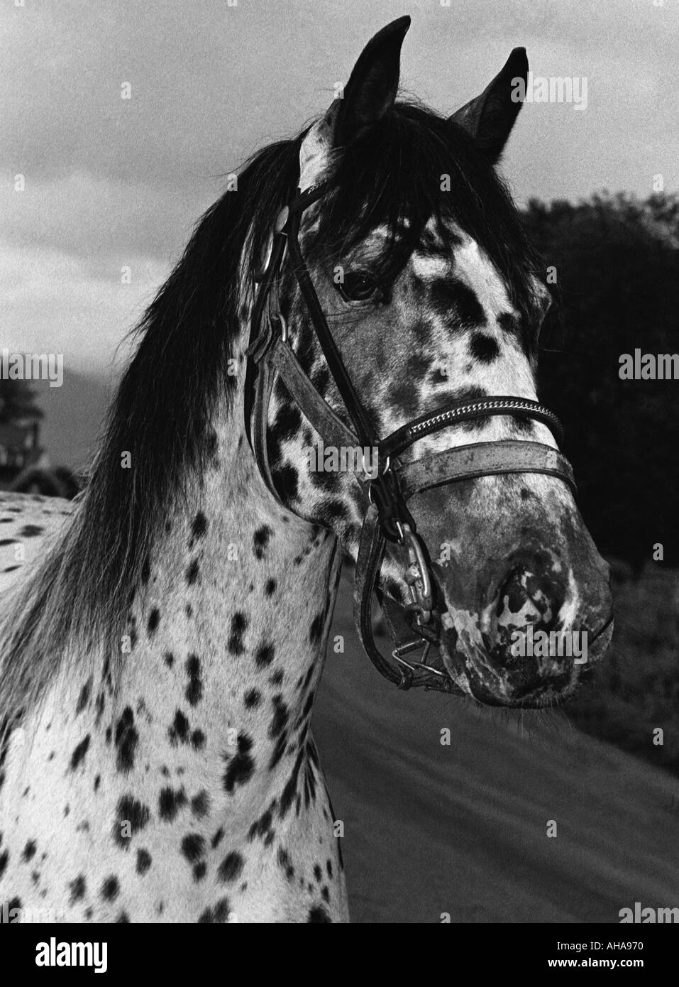 British a macchia di leopardo cavallo. Testa e spalle di stallone Foto Stock