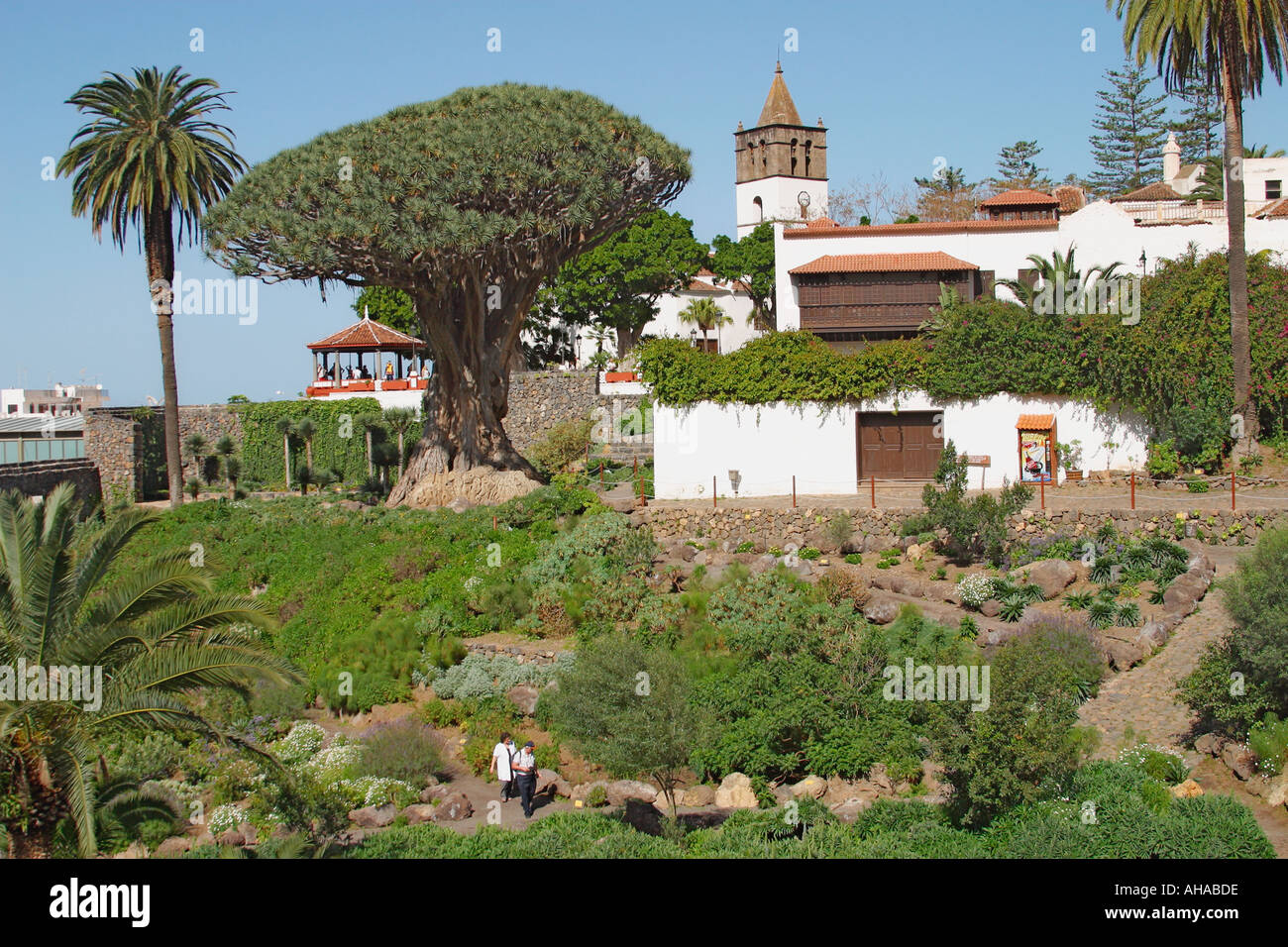 Drago albero a Icod de los Vinos Tenerife Canarie Spagna Foto Stock