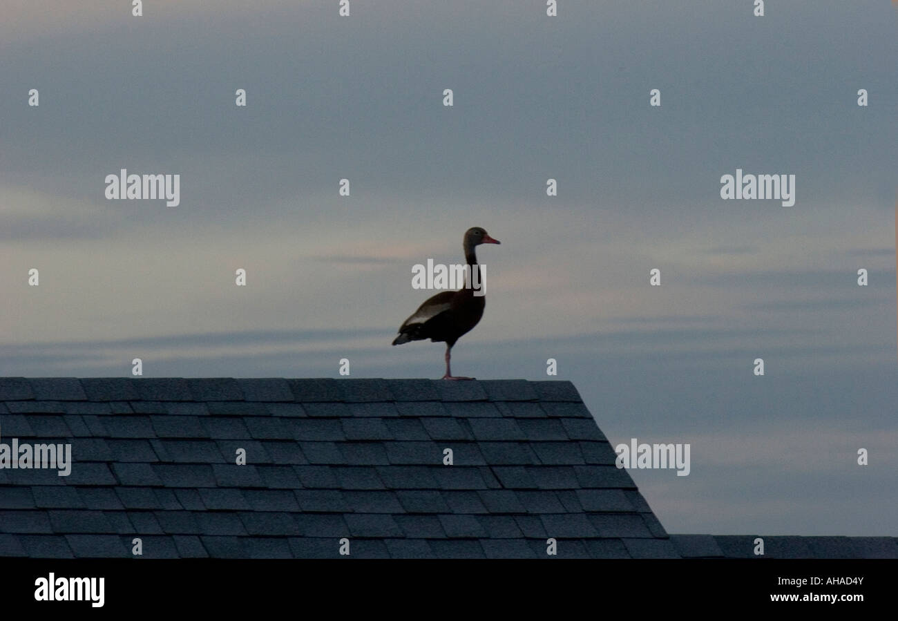 Anatra su un tetto Foto Stock