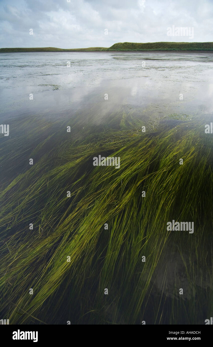 Letti Eelgrass, Izembek Laguna, Izembek National Wildlife Refuge, Alaska Foto Stock