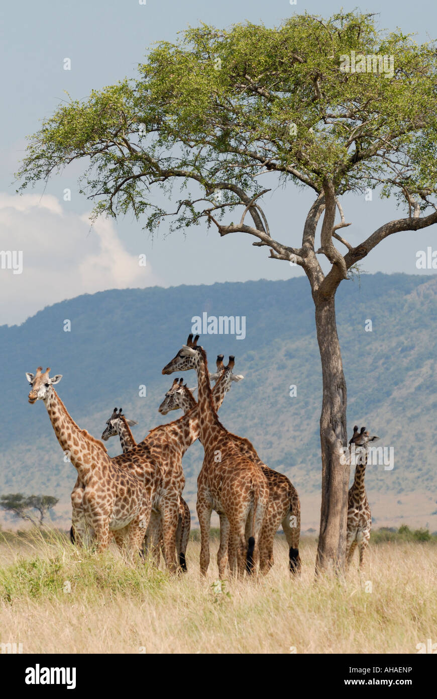 Sei 6 Masai o Giraffe comune nella Riserva Nazionale di Masai Mara Kenya Africa orientale Foto Stock