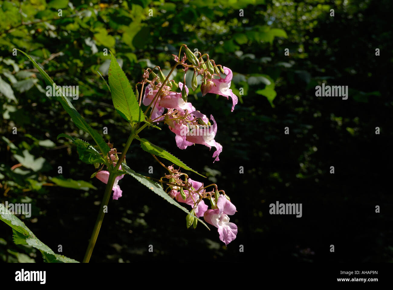 Himalayan Balsam Impatiens glandulifera, una pianta invasiva, aliena, fiume, Galles, Regno Unito. Foto Stock