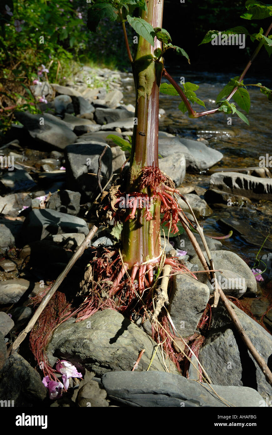 Radice dell'Himalaya Balsam Impatiens glandulifera, una pianta invasiva, aliena, fiume, Galles, Regno Unito. Foto Stock