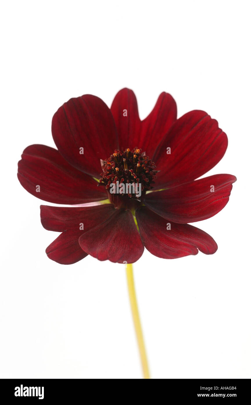 Il cioccolato cosmos cosmos atrosanguineus Foto Stock