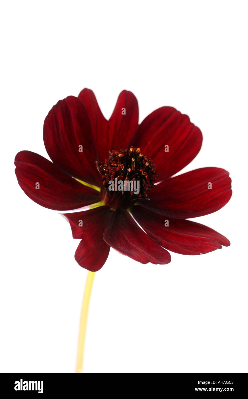 Il cioccolato cosmos cosmos atrosanguineus Foto Stock