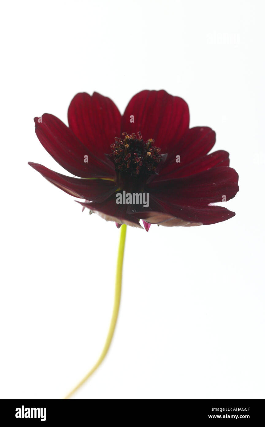 Il cioccolato cosmos cosmos atrosanguineus Foto Stock