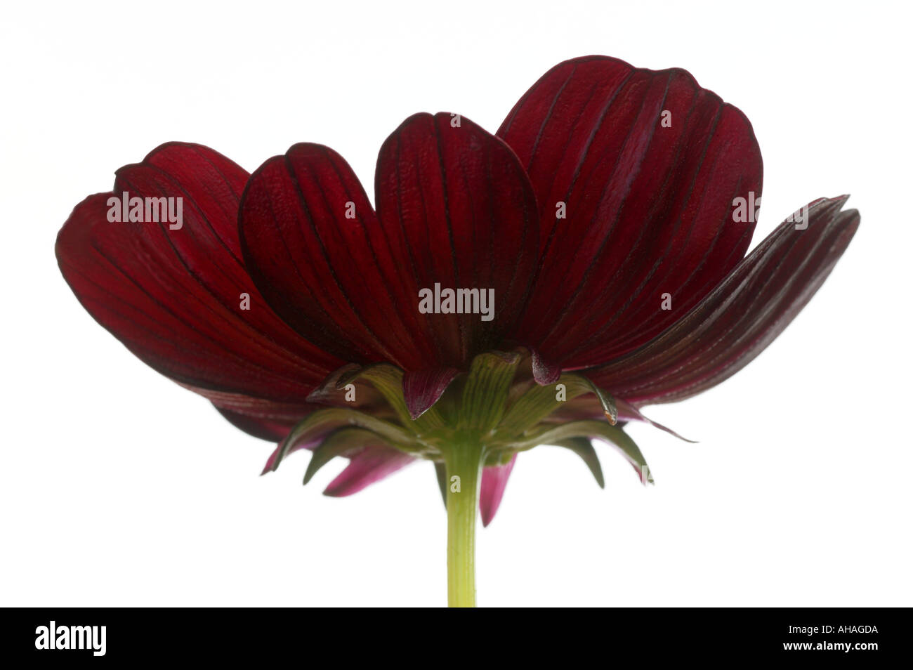 Il cioccolato cosmos cosmos atrosanguineus Foto Stock