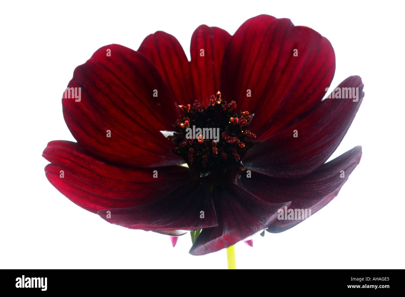 Il cioccolato cosmos cosmos atrosanguineus Foto Stock