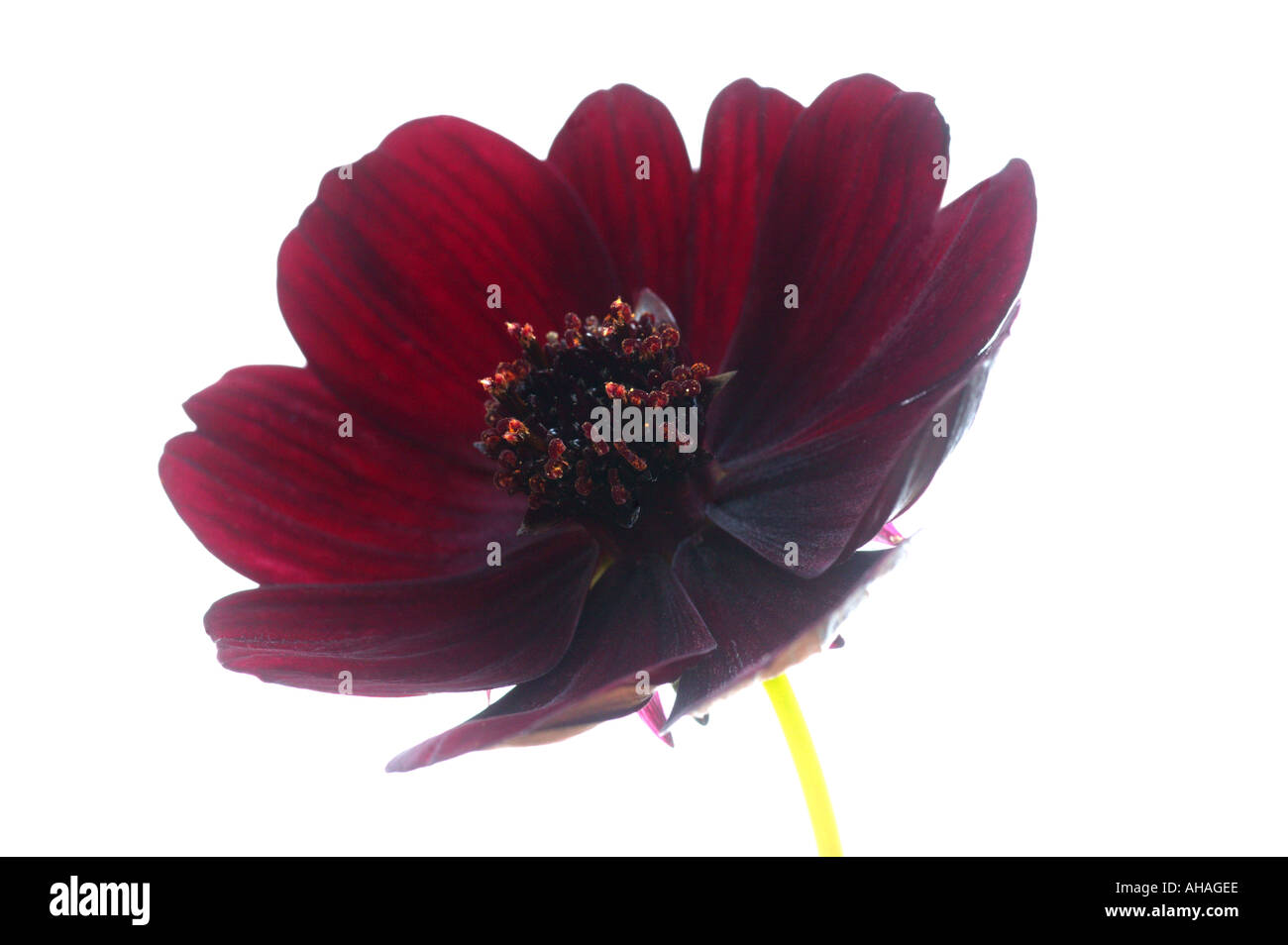 Il cioccolato cosmos cosmos atrosanguineus Foto Stock