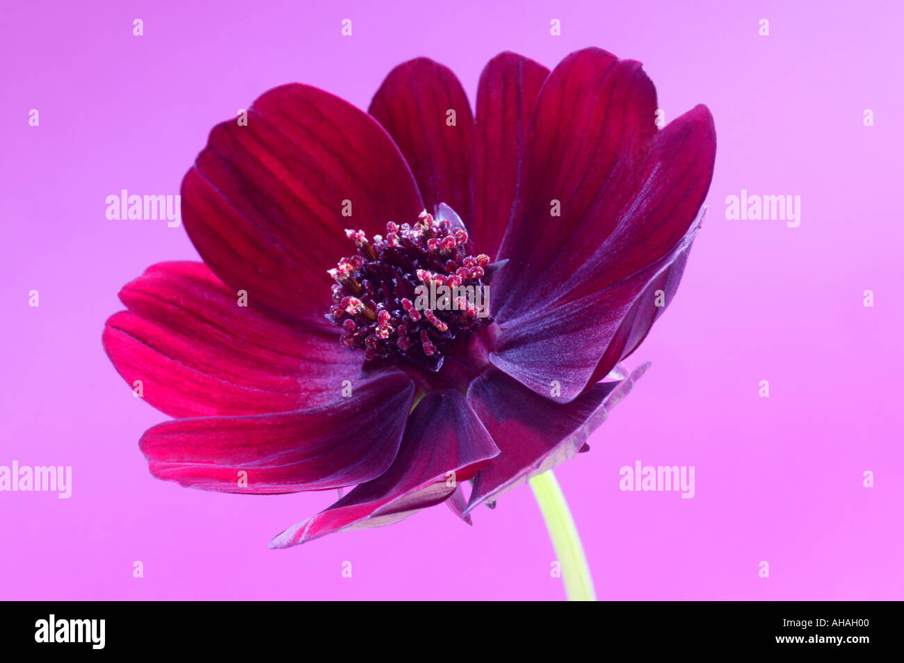 Il cioccolato cosmos cosmos atrosanguineus Foto Stock