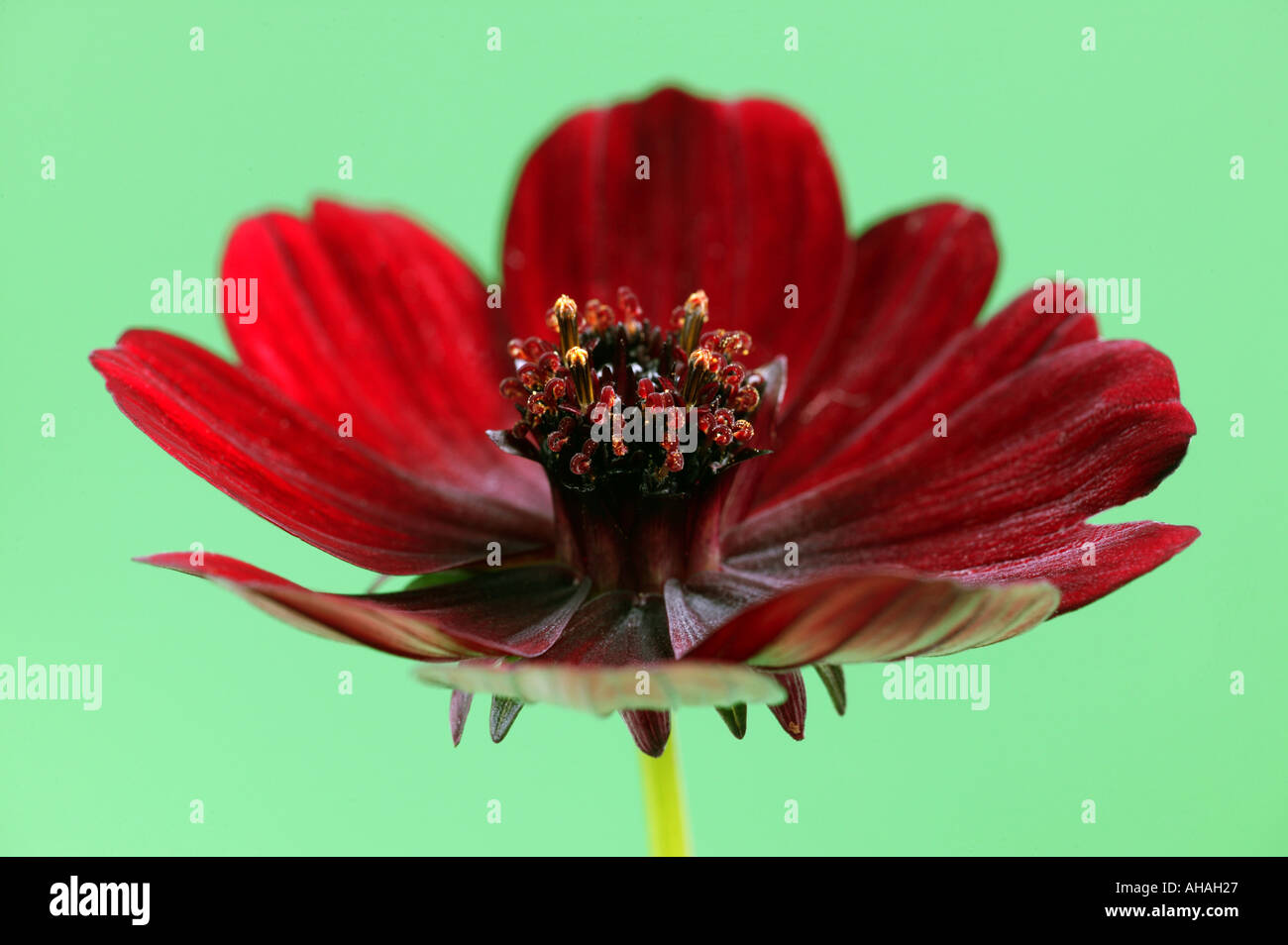Il cioccolato cosmos cosmos atrosanguineus Foto Stock