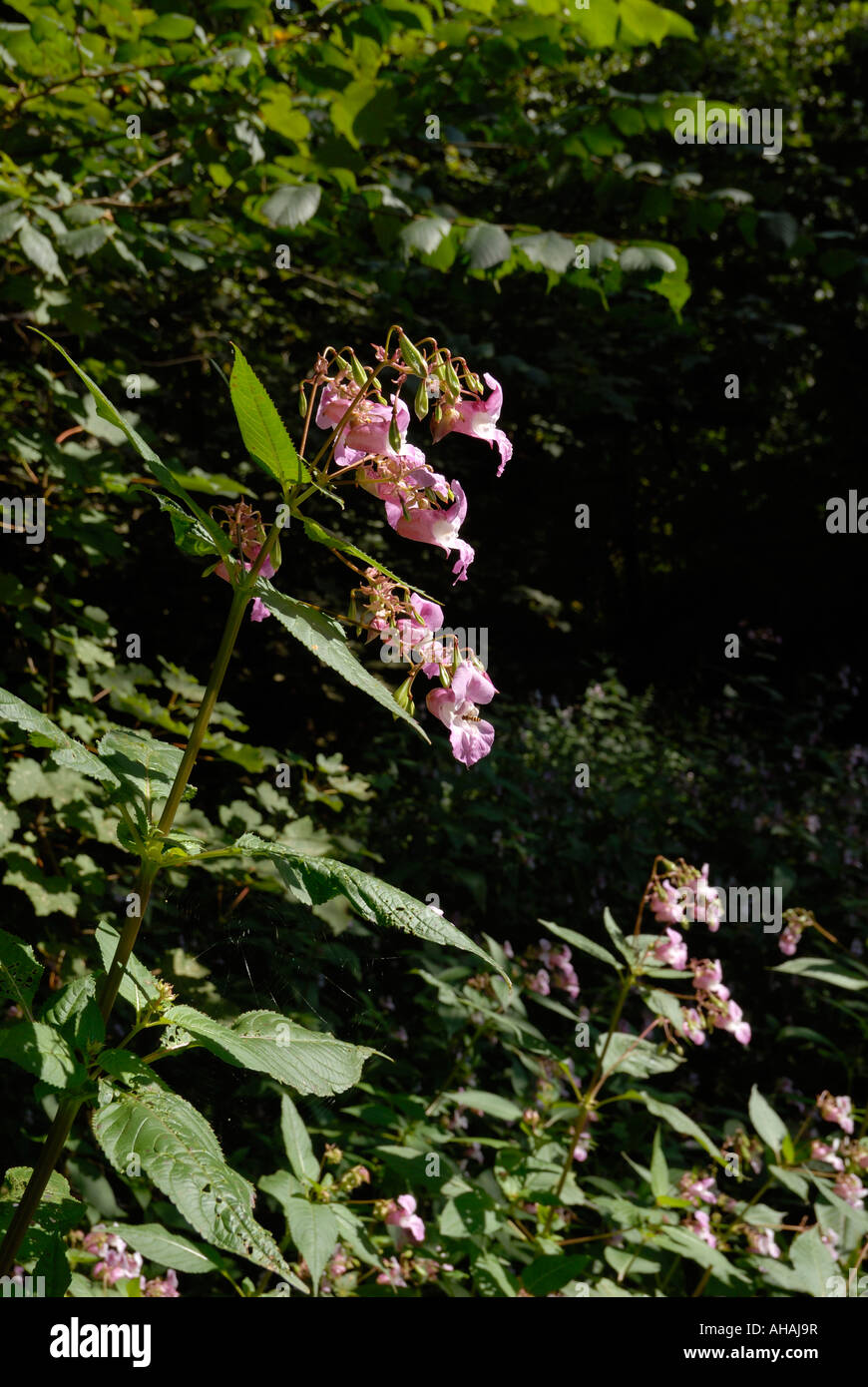 Himalayan Balsam Impatiens glandulifera, una pianta invasiva, aliena, fiume, Galles, Regno Unito. Foto Stock