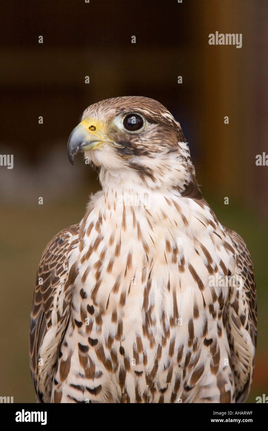 Regno Unito Hampshire Romsey Broadlands CLA Game Fair di falco pellegrino croce Merlin Foto Stock