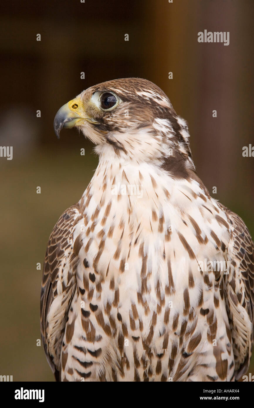 Regno Unito Hampshire Romsey Broadlands CLA Game Fair di falco pellegrino croce Merlin Foto Stock