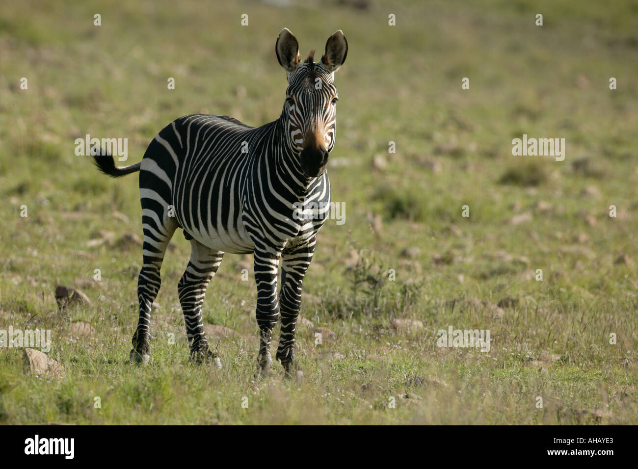 Mountain Zebra Equus zebra Zebra di montagna del Parco Nazionale Foto Stock