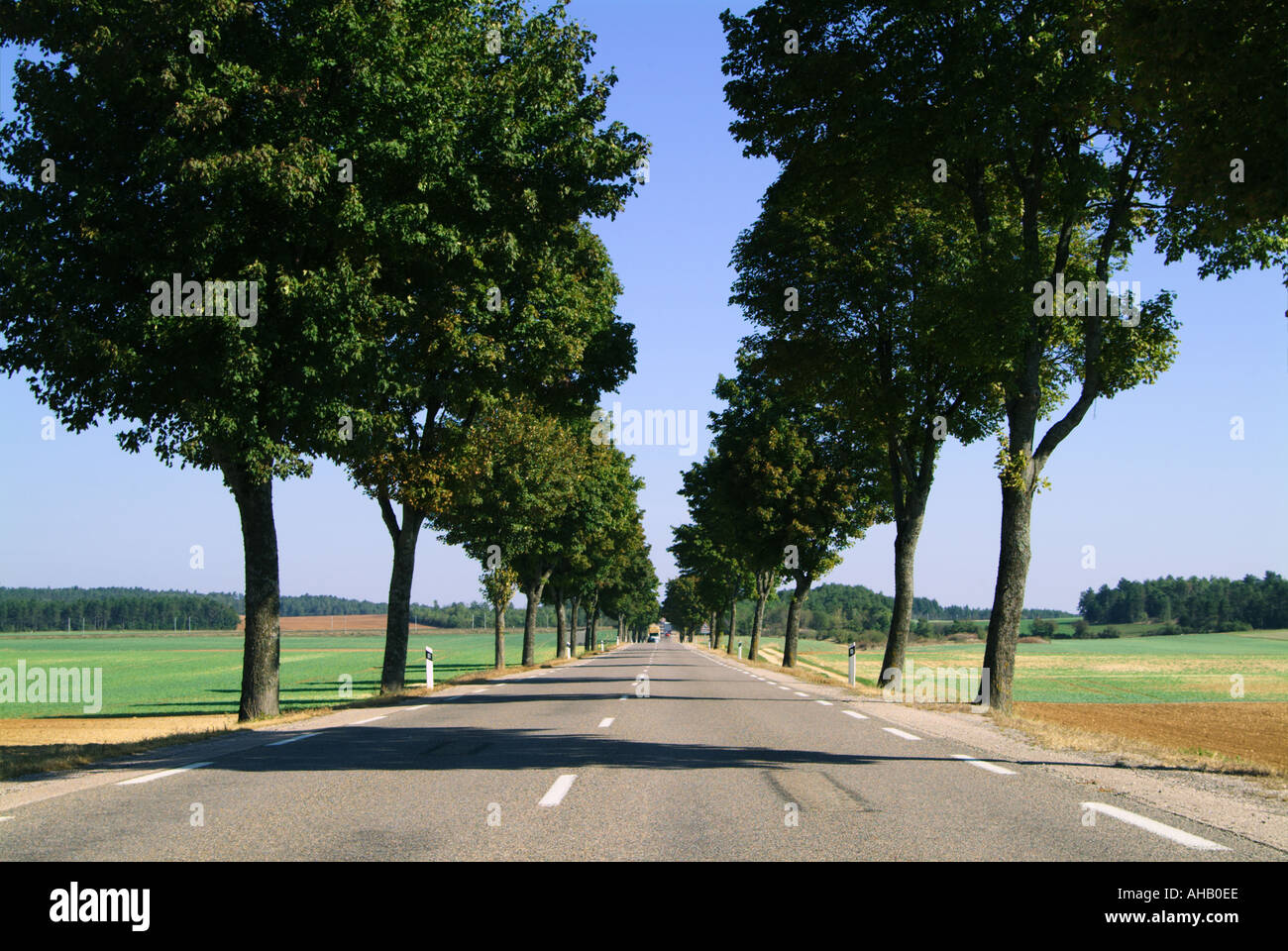 Francia Borgogna strada alberata C Bowman Foto Stock