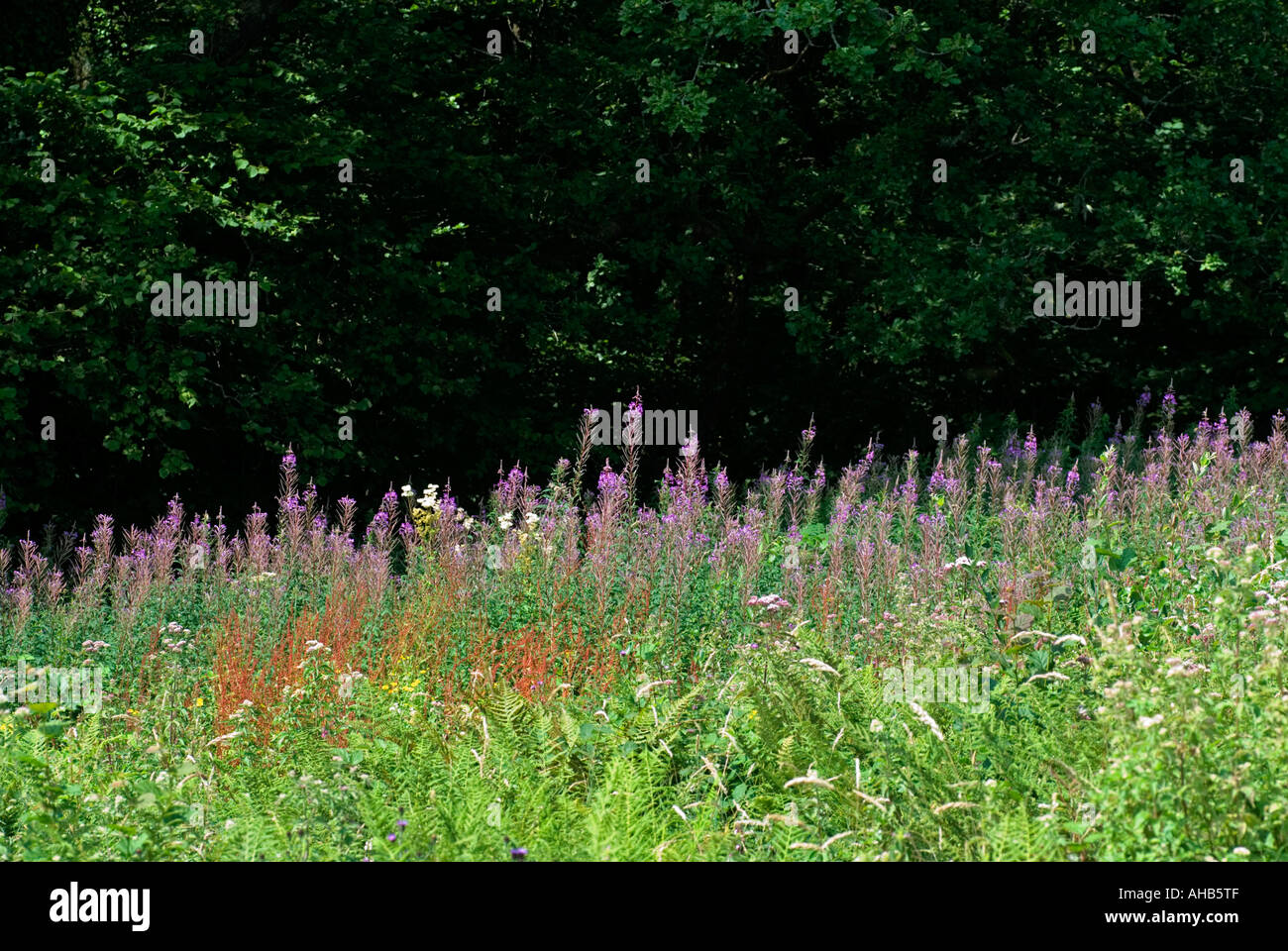 Rosebay Willowherb (Epilobium angustifolium) Foto Stock