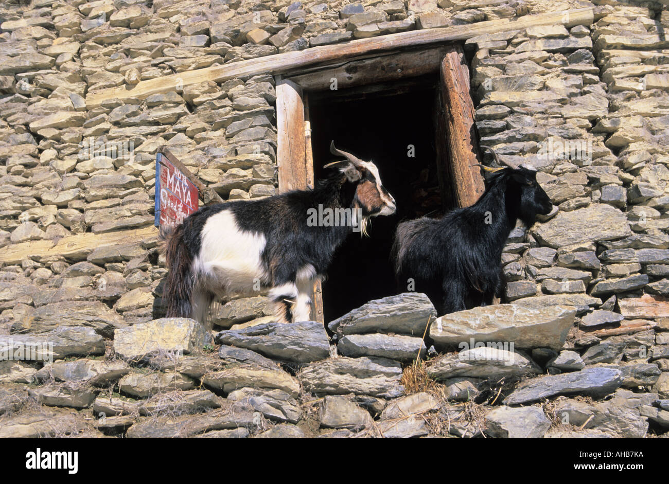 Animali domestici visto nel villaggio Ngawal Annapurna Conservation Area Nepal Foto Stock