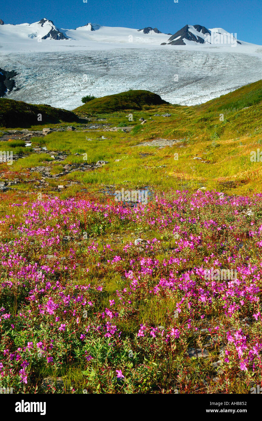 Exit Glacier e la Harding Icefield Parco nazionale di Kenai Fjords Alaska Foto Stock