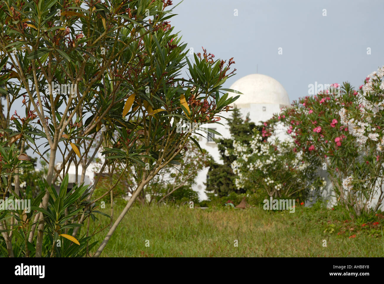 Focus sulla vegetazione tropicale con tradizionale tunisino alloggio in Hammamet in background Foto Stock