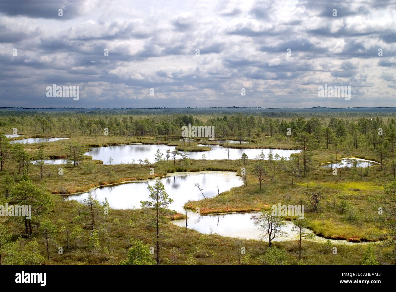 Suru bog in estone Suru raba o Suursoo in Harju County nord dell Estonia Foto Stock