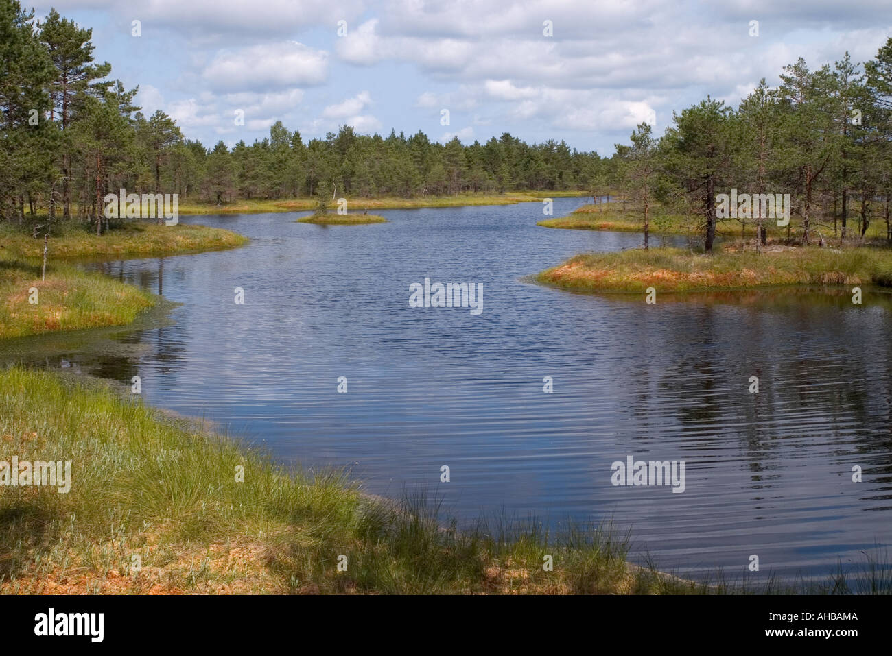 Suru bog in estone Suru raba o Suursoo in Harju County nord dell Estonia Foto Stock