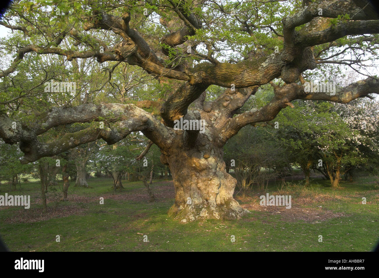 Una vecchia quercia a Balmer Lawn nella nuova foresta, Inghilterra Foto Stock