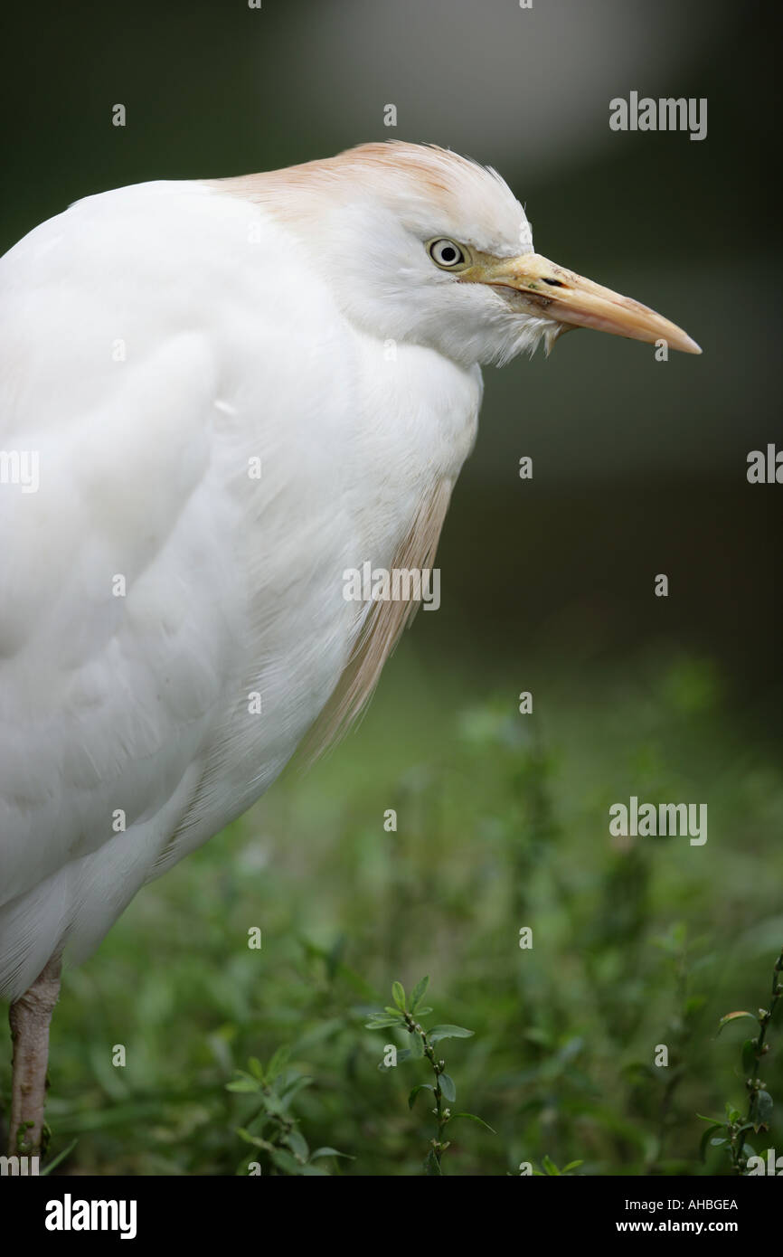 Airone guardabuoi - Ardeola ibis Foto Stock