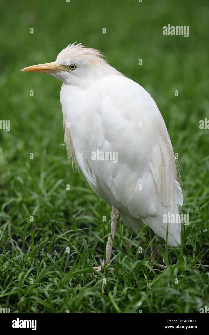 Airone guardabuoi - Ardeola ibis Foto Stock